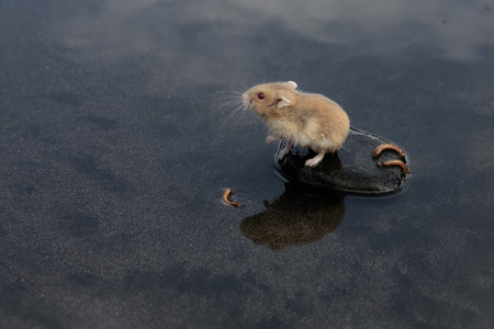 Little mouse on a black rock in the water. Selective focus.の写真素材