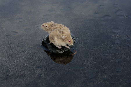 Two mice in the rain on a black background. Close-up.