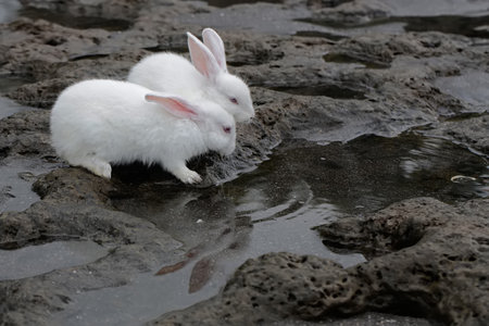 White rabbit drinking water from the puddles on the beach.の写真素材