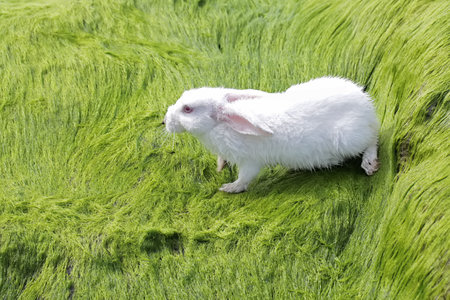 White rabbit on a green grass background. Close up. Selective focus.