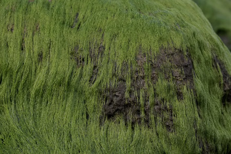 Green algae growing on a rock, close-up, macro.