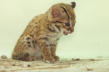 Lynx baby cat (Panthera javanica)