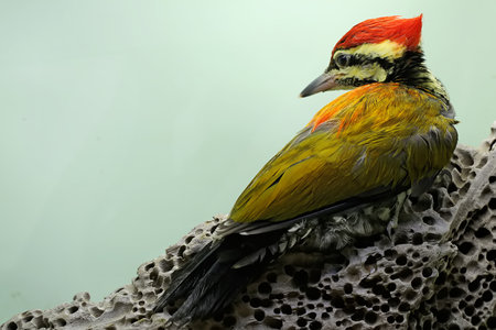 Great spotted woodpecker (Dendrocopos major)の写真素材
