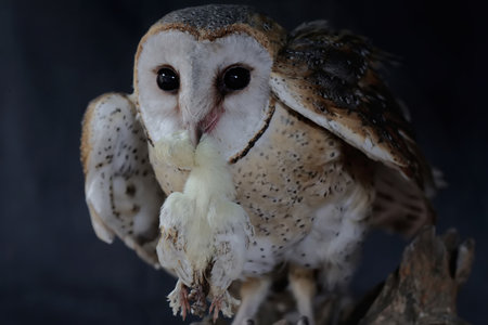 Beautiful Barn Owl (Tyto alba) isolated on black backgroundの写真素材