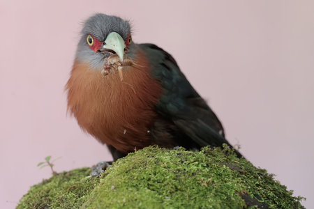 A closeup shot of a red-crowned turaco