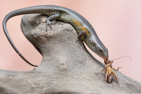 Lizard on a tree trunk