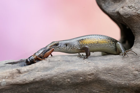 Lizard on a rock with an insect in its mouth.の写真素材
