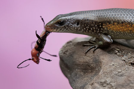 Lizard and ant on a rock.