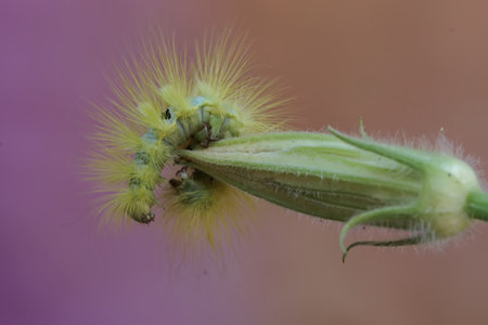 Caterpillar on the stem of a plant, close-upの写真素材