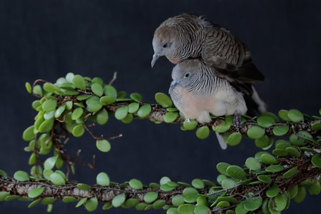 Couple of pigeons sitting on a branch with green leaves.
