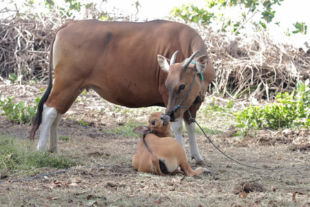 Mother cow and baby calf in the farm. (Thailand)