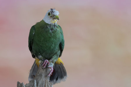 The green-breasted turaco is a medium-sized bird.
