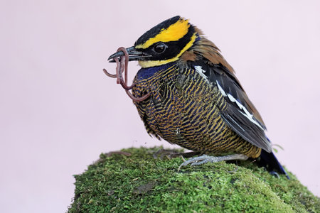 Portrait of a Banded Pitta on a mossy rockの写真素材