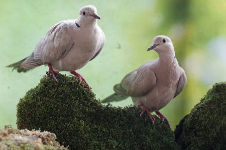 Eurasian Collared Dove, Streptopelia decaocto