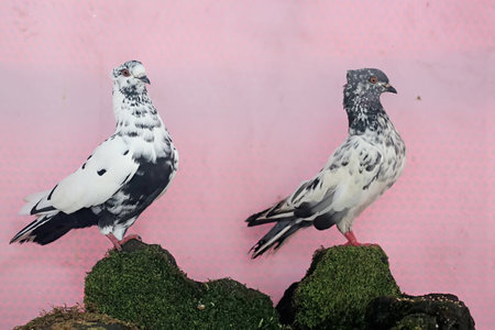 Pigeons sitting on a rock in front of a pink background