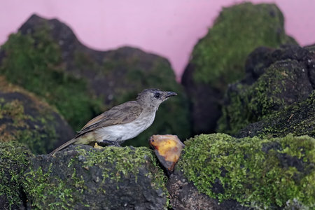 Black-throated Bulbul, Pycnonotus goiavier, single bird on rock, Brazilの写真素材
