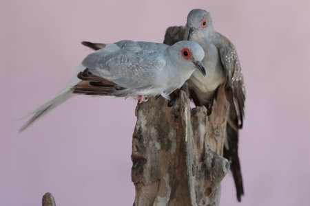 Pigeons sitting on a tree trunk, isolated on pink backgroundの写真素材