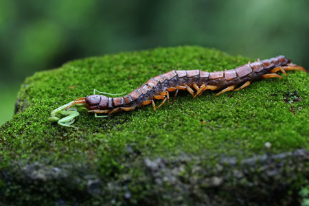 Image of Centipede on green moss in forest. Insect Animalの写真素材