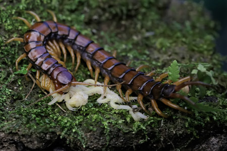 Close up of centipede on green moss background, shallow depth of fieldの写真素材
