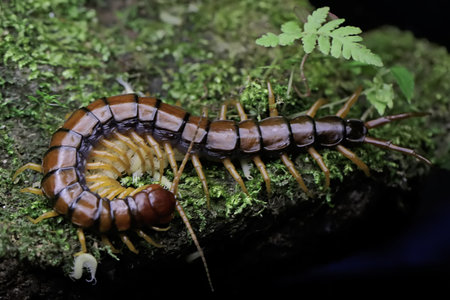 Centipede on the ground in the forest. Centipede in the forest.の写真素材