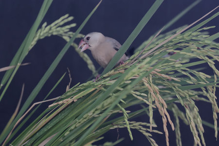 Bullfinch in the paddy rice field. (Malaysia)の写真素材