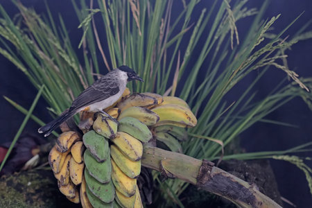 Bird on the banana in the rainforest of Borneo.の写真素材