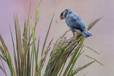 A red-billed munia is sitting on a paddy.