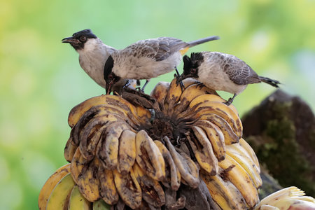 A pair of black and white birds on a banana tree in the garden
