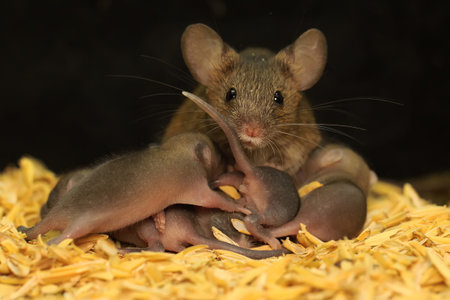 Little mouse in the nest, mother and her baby on a black background