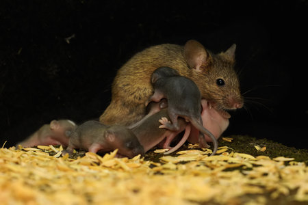 baby rats and mother mouse on a black backgroundの写真素材
