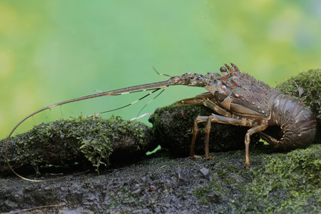 Lobster on the rock in the rainforest of Costa Rica