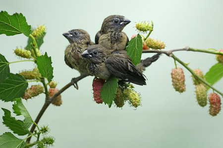 Sparrow birds on a branch of mulberry tree with green leaves