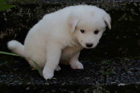 White Swiss Shepherd puppy sitting on the ground in front of a stone wall