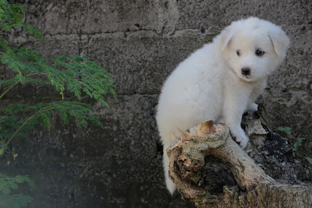 White Samoyed puppy sitting on a tree stump