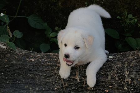 White Swiss Shepherd puppy sitting on a tree trunk in the garden.