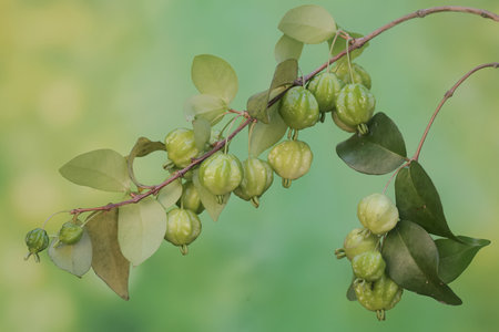 star gooseberry fruits on tree in the garden,Thailand.の写真素材