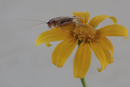 A grasshopper on a yellow daisy flower (Rudbeckia fulgida)