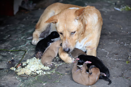 Dog and puppies eating food on the street.の写真素材