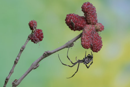 Spider on a branch with red mulberry fruit in the garden.