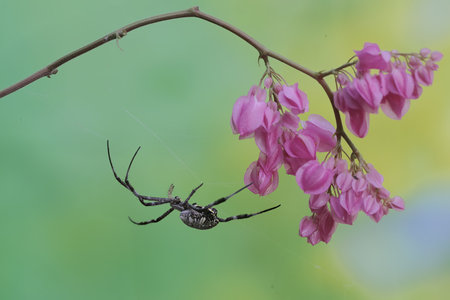 Spider on a branch with flowers in the garden. Macro photography.の写真素材