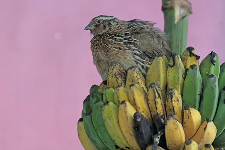 Close up of a quail on a banana tree with pink backgroundの写真素材