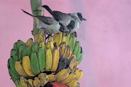 Couple of birds on a banana tree in Kuala Lumpur, Malaysiaの写真素材