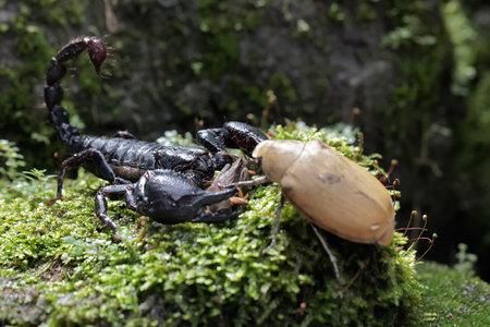 Scorpion and beetle on green moss in the forest, Thailand.