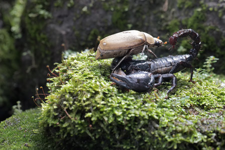 scorpion and beetle on green moss in the rainforest.の写真素材