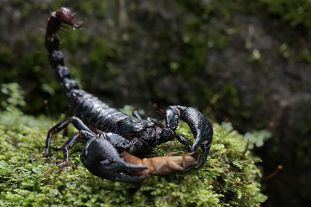 black scorpion on the green moss in the forest, South Africaの写真素材