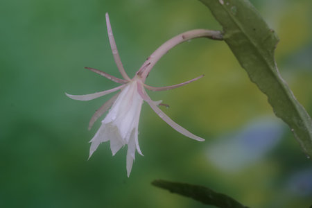 Flower of a cactus, Cactus flower, Cactus flowerの写真素材