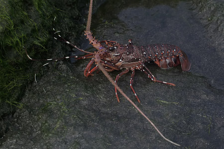 Crustacean in the coastal area