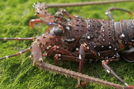 spiny lobster on the green moss, close-up, macroの写真素材