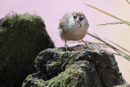 Sparrow on a rockの写真素材