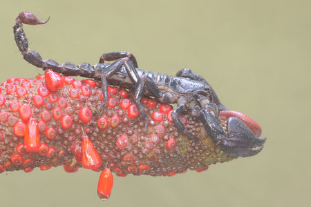 Close up of a scorpion on a red flower in the rainforestの写真素材